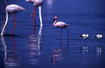 lesser flamingo kenya
